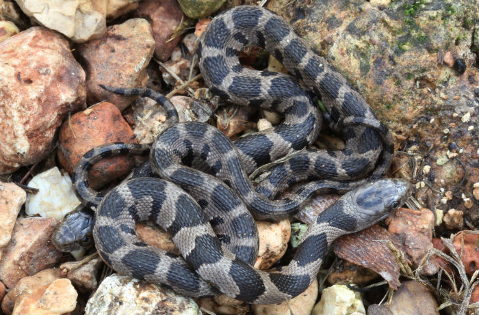 Midland Water Snakes